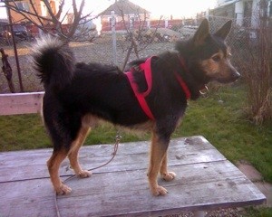 What Breed is My Dog?
